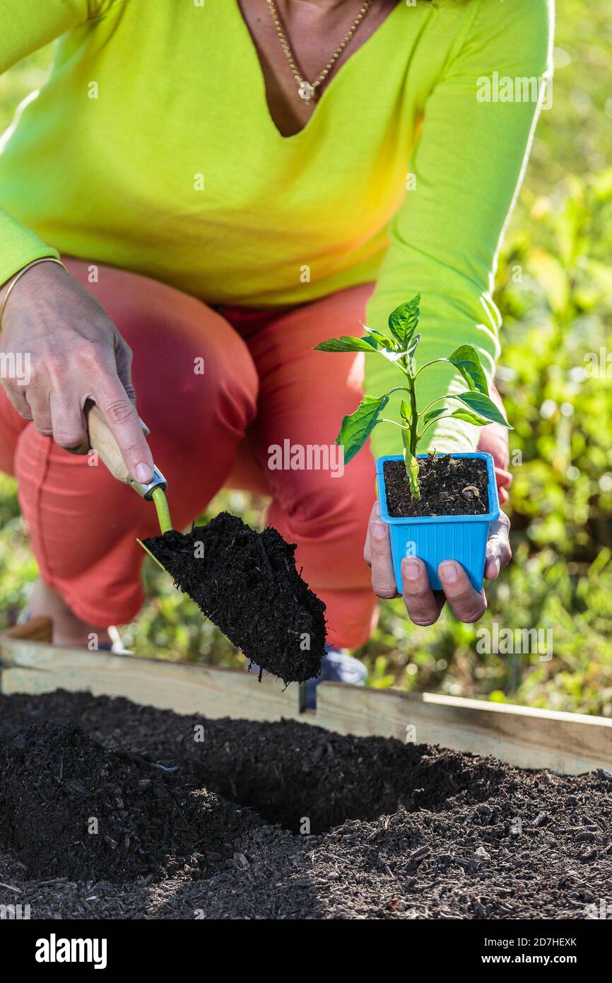 Planting a Cayenne pepper plant (Capsicum annuum) in May dig the
