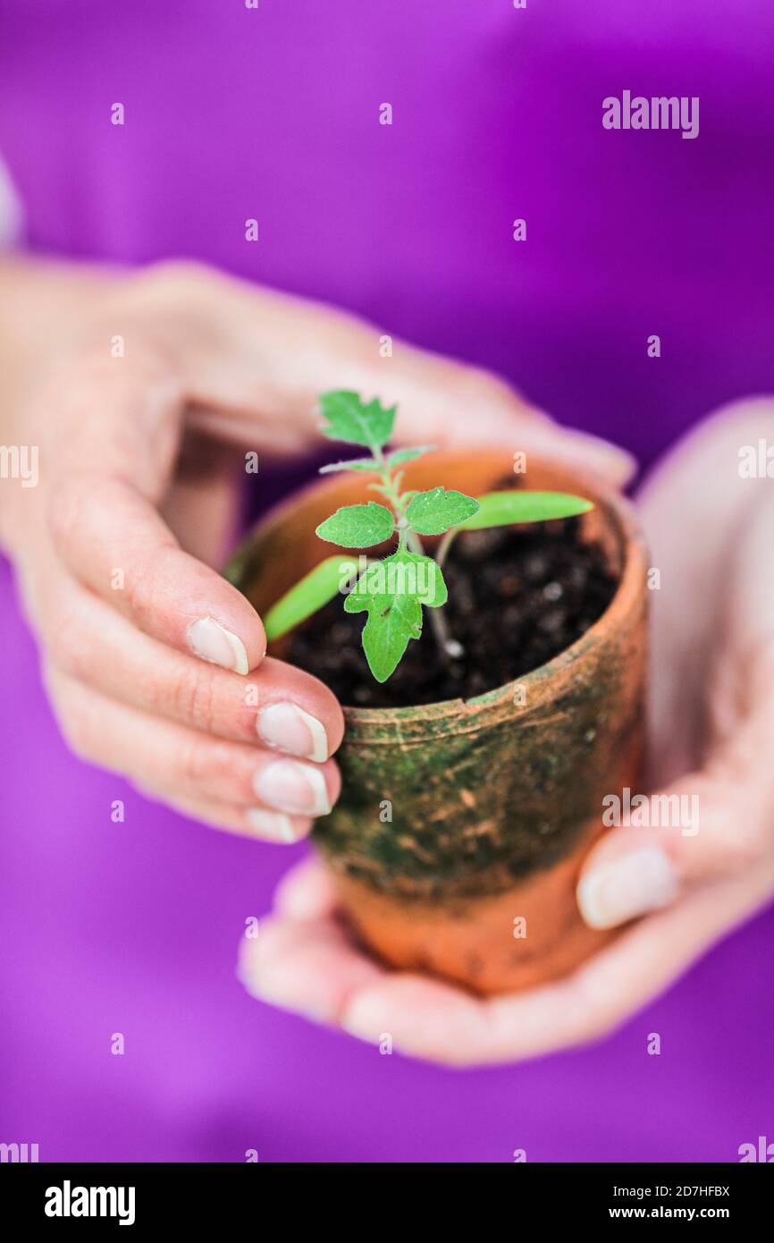 Woman holding a young tomato plant in a terracotta pot Stock Photo - Alamy