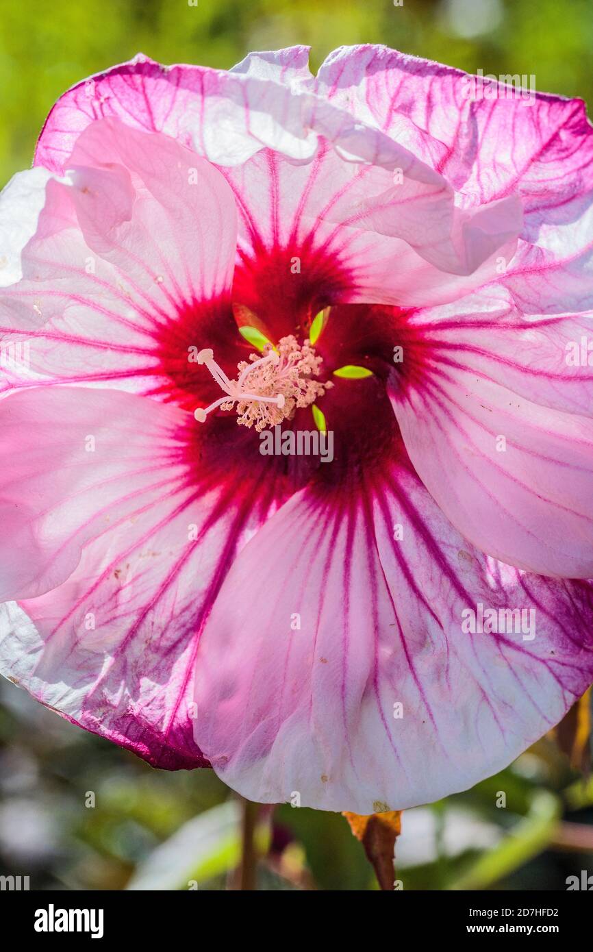 Swamp Rosemallow (Hibiscus moscheutos) ‘Cheesecake’ Stock Photo - Alamy