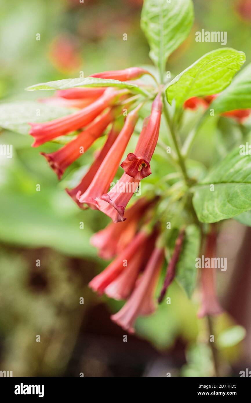 Flowering Iochroma (Iochroma coccinea), shrub with red tubular flowers