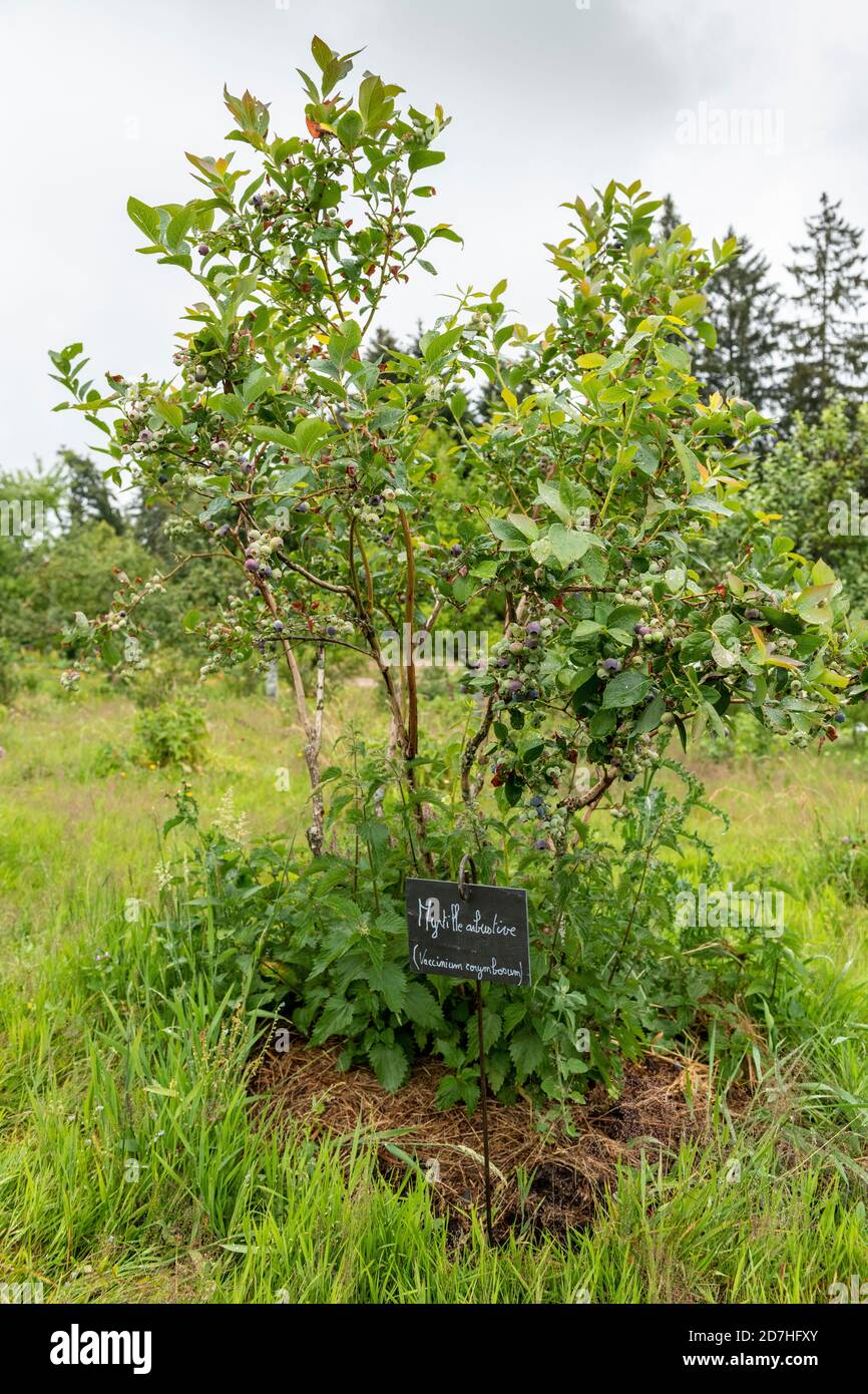 Highbush Blueberry (Vaccinium corymbosum) in a garden in summer, Vosges, France Stock Photo