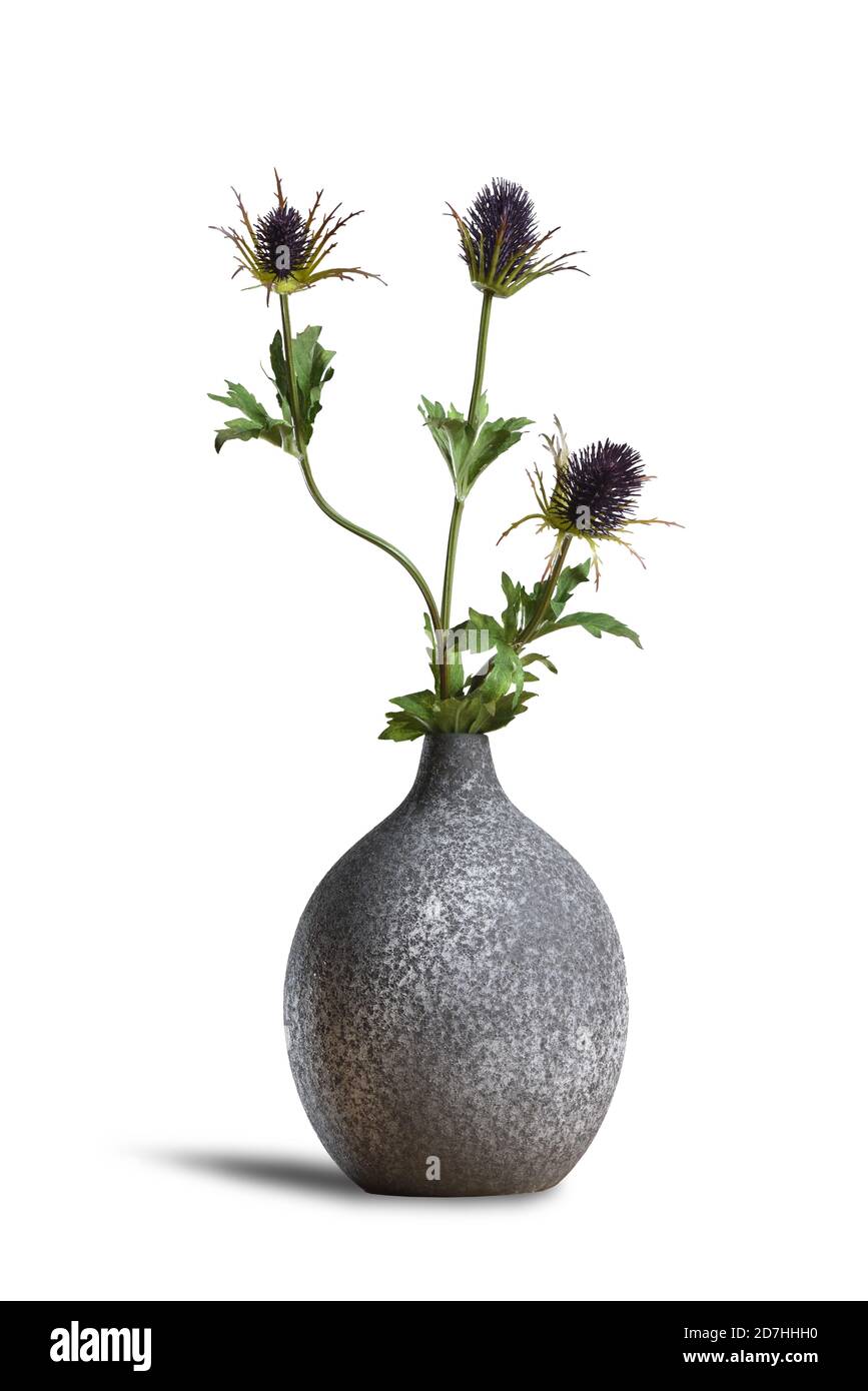 Modern ceramic vase with thistle flower isolated on white background Stock Photo