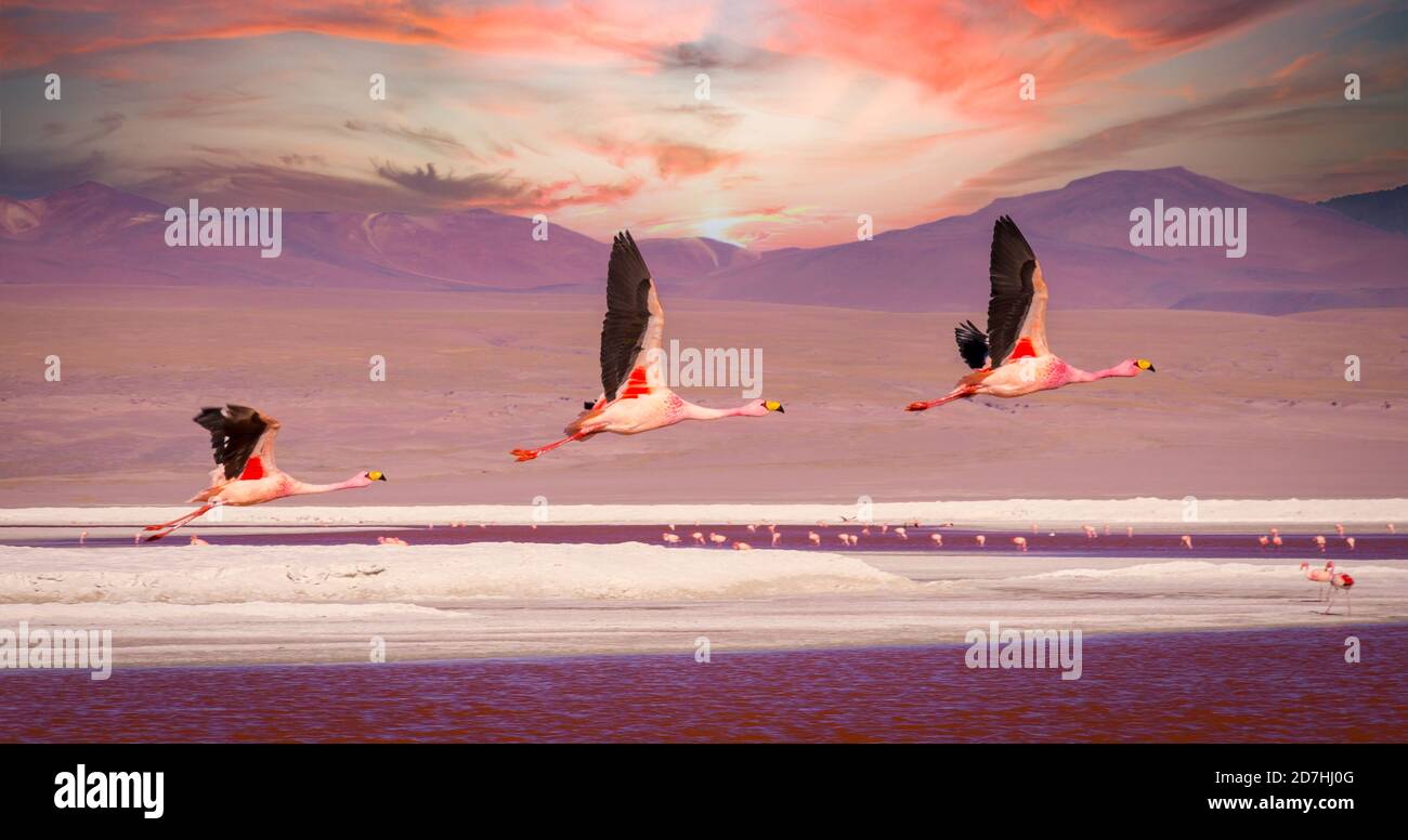 Flamingos flying over Laguna Colorada, Bolivia at sunset Stock Photo