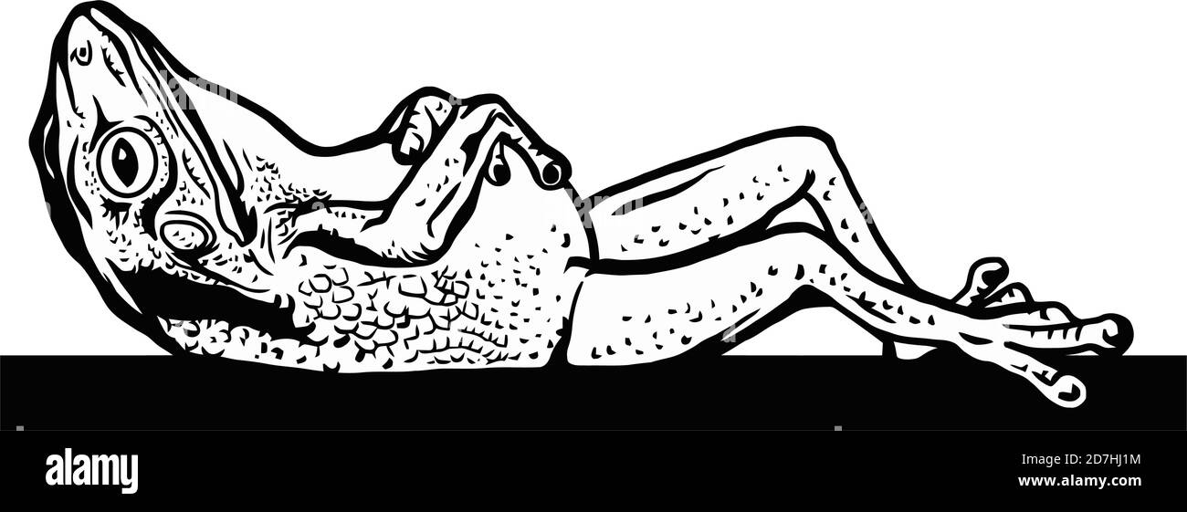 Lazy frog who sleep - Hand drawn in a graphic style. Vintage vector engraving illustration for label, poster, logotype. Isolated on white Stock Vector