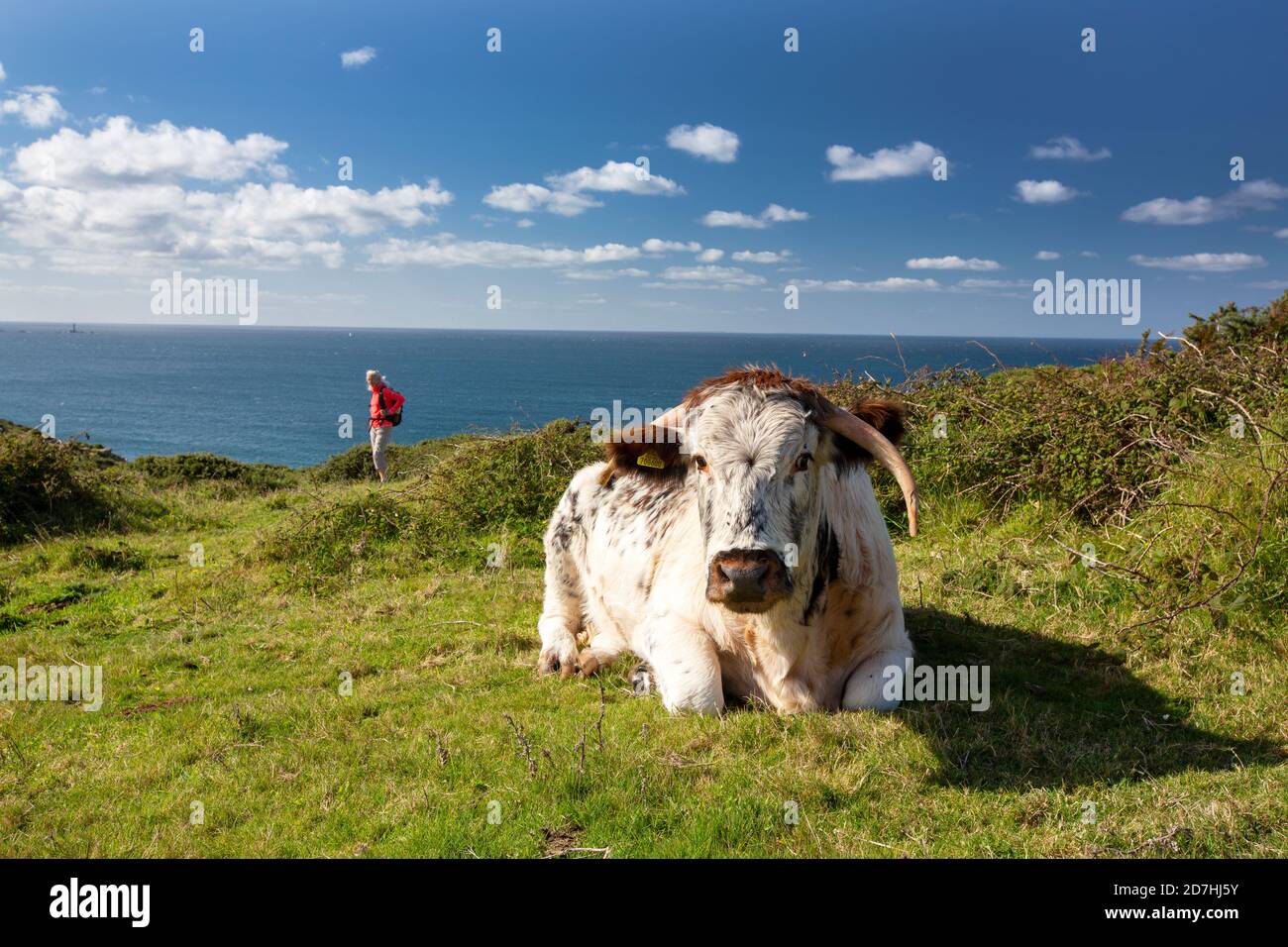 An English Long horn cow used for conservation grazing on the Cornish coast near Sennen, UK. Stock Photo