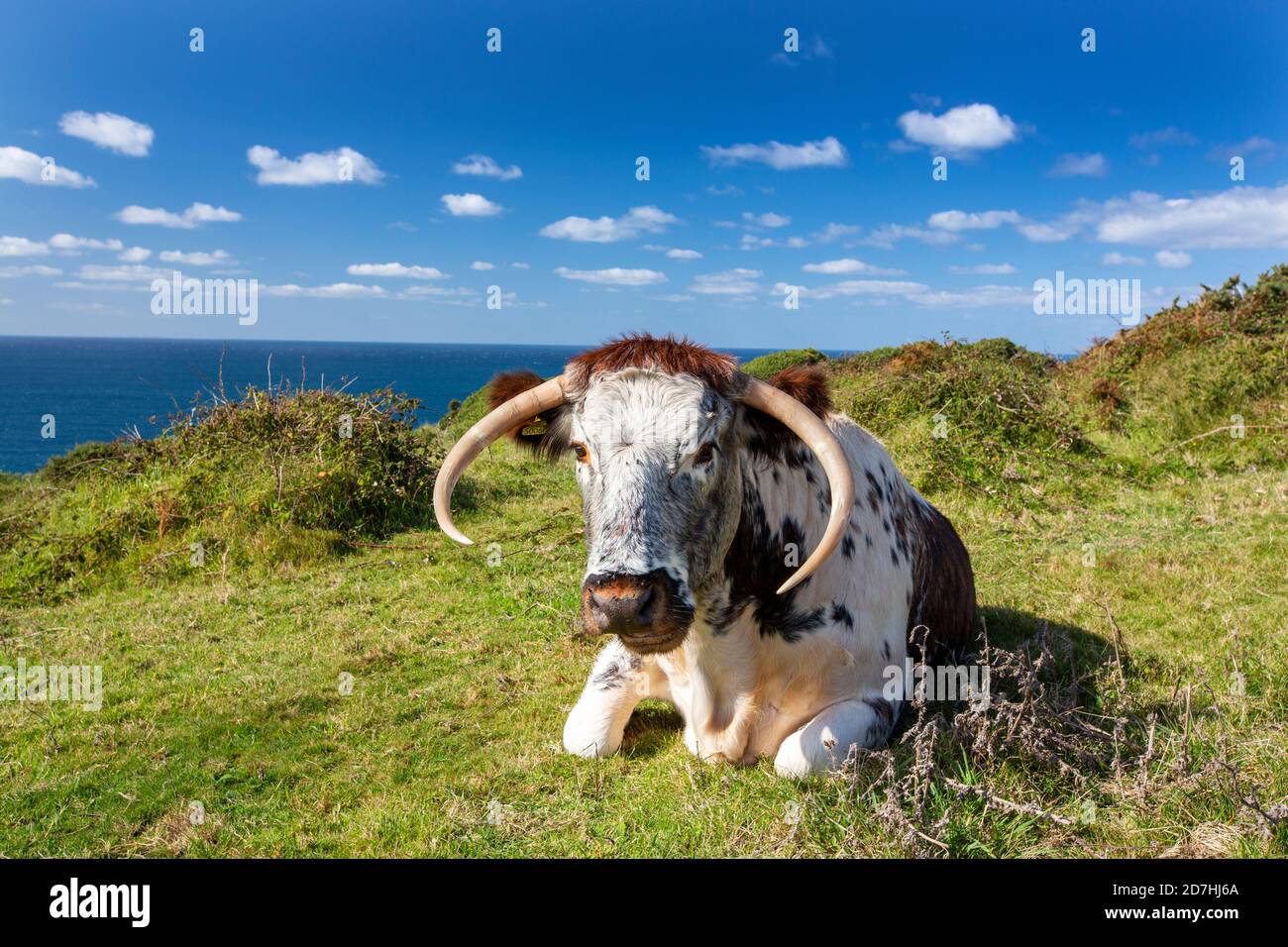 An English Long horn cow used for conservation grazing on the Cornish coast near Sennen, UK. Stock Photo