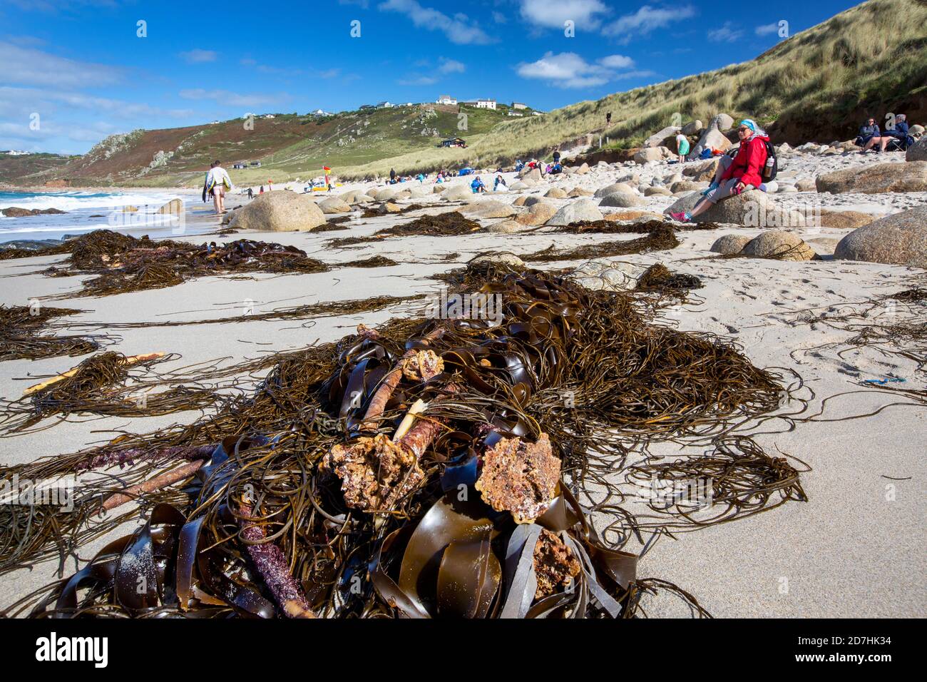 Kelp washed ashore at Whitesand Bay, Sennen, Cornwall, UK. Stock Photo