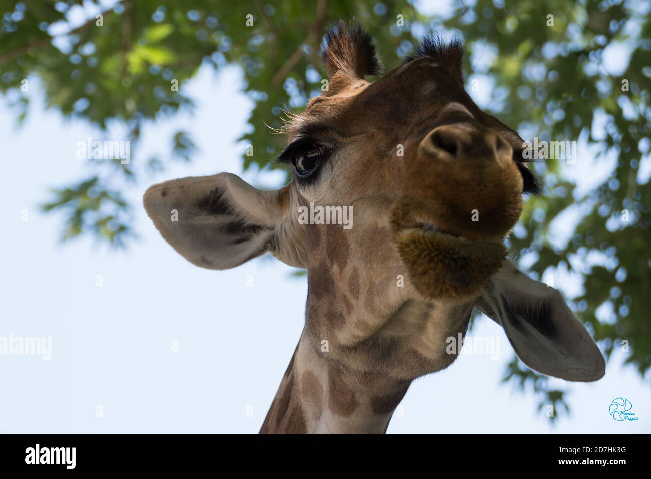 Giraffe smiling at me during photoshooting Stock Photo