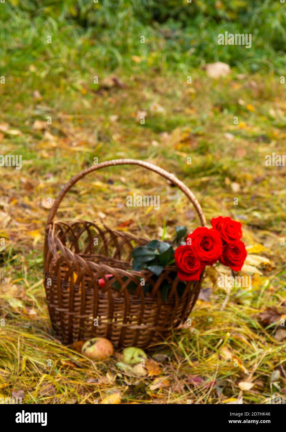 Person with picnic basket hi-res stock photography and images - Alamy