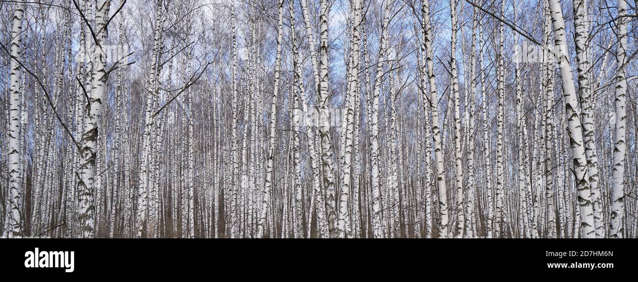 Dense birch forest, view of white tree trunks Stock Photo