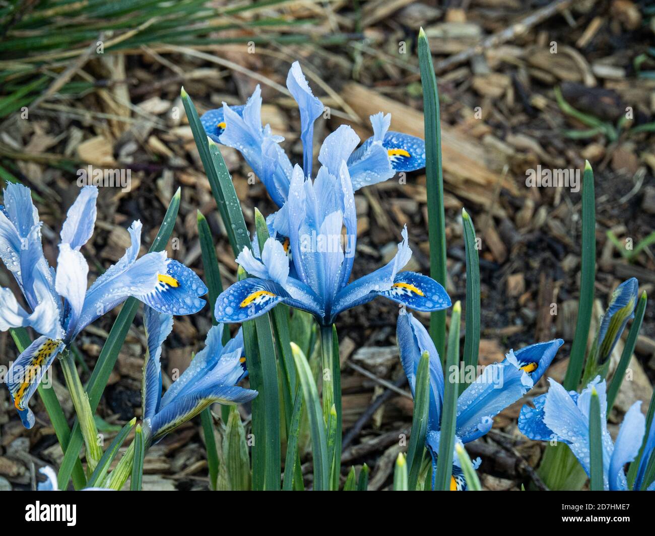 A small group of Iris reticulata Alida showing the pale blue petals with yellow centred fall Stock Photo