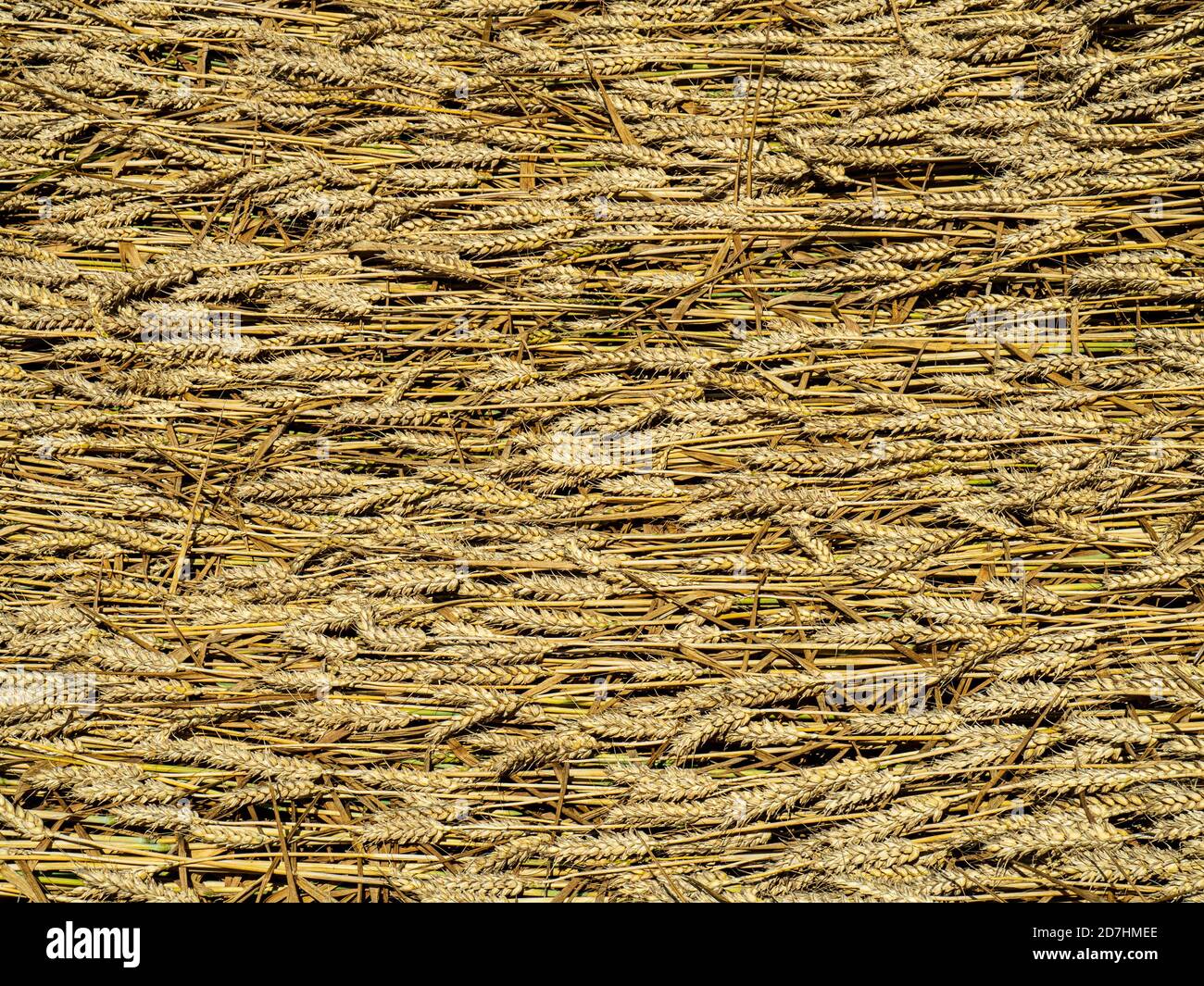 A patch of wheat laid by wind of rain and ready for harvest Stock Photo
