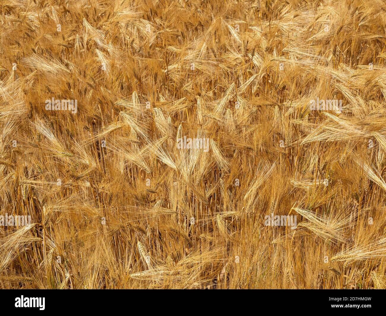 A close up of a small part of a field of 6 row barley ripe and golden ready for harvest Stock Photo