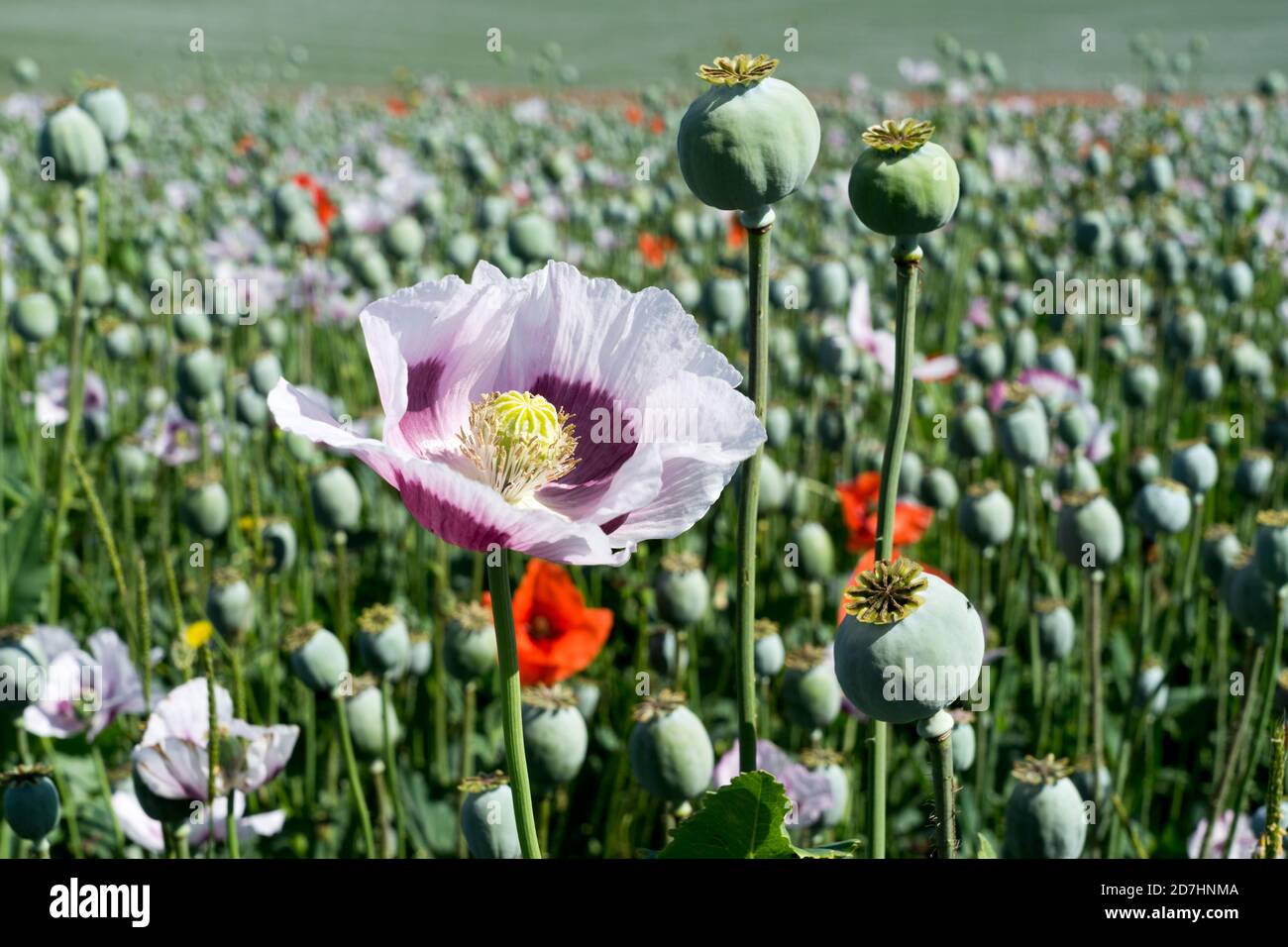 Cultivated white poppy field in Oxfordshire UK. Stock Photo