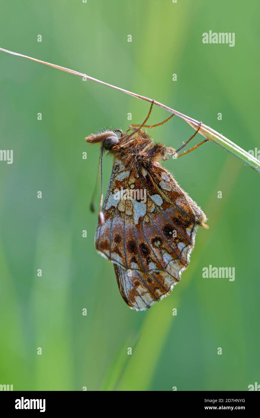 Weavers Fritillary - Boloria dia, beautiful small brushfoot butterfly from European meadows and grasslands, Czech Republic. Stock Photo