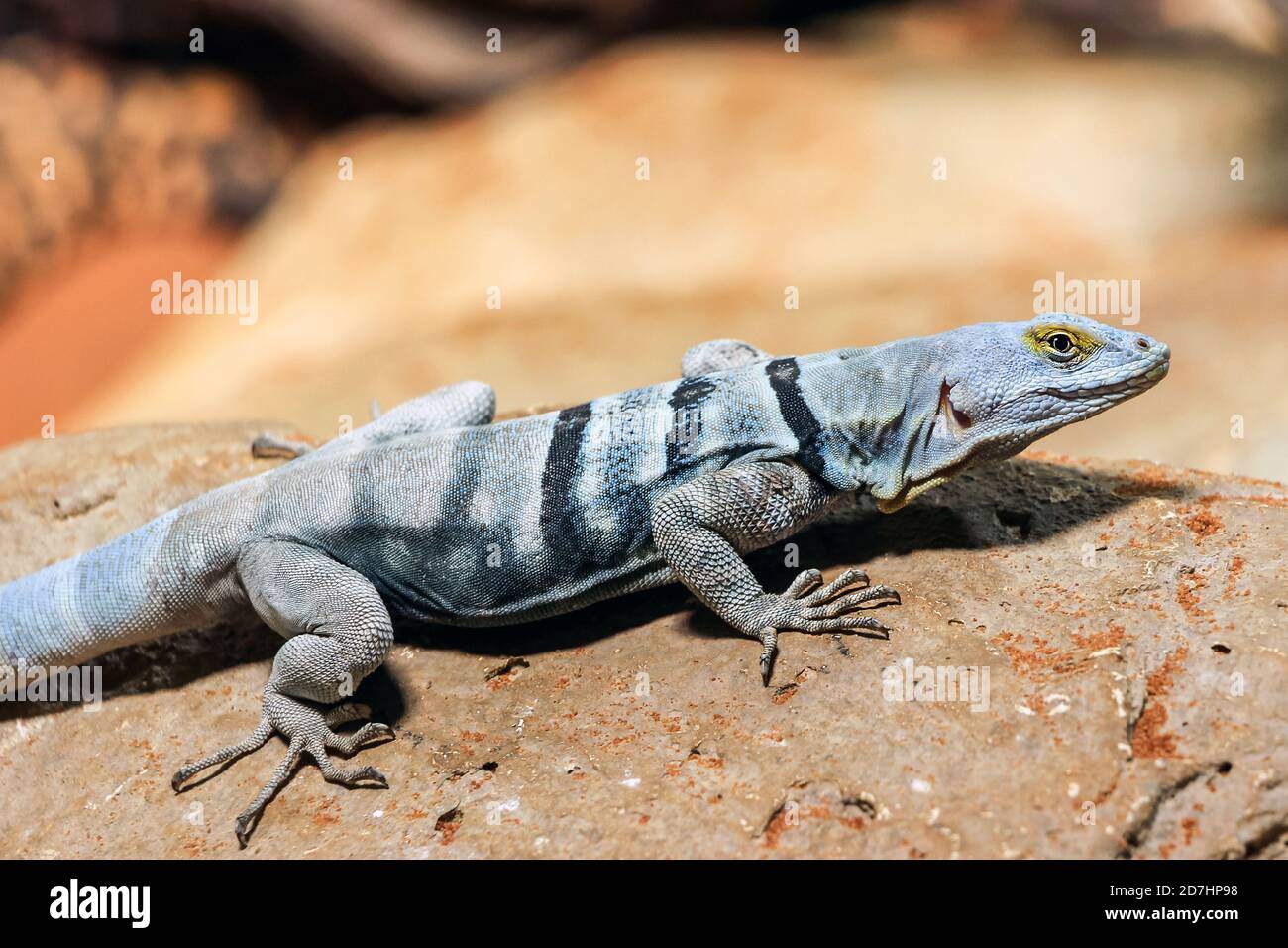 close up of a baja blue rock lizard on stone Stock Photo