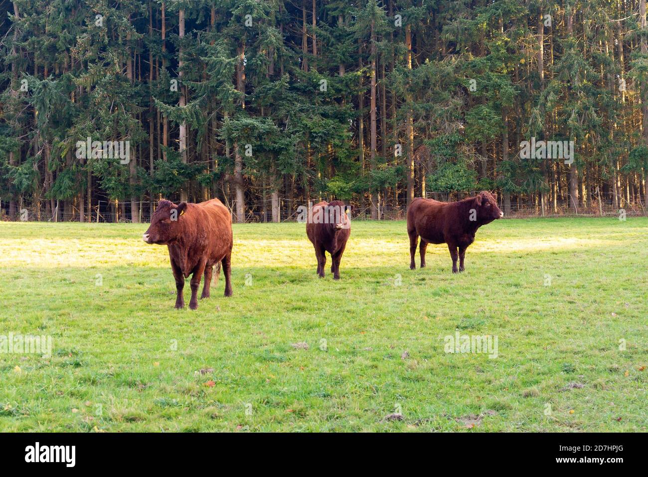 Three Red Poll cows in a field with pine trees behind, UK Stock Photo