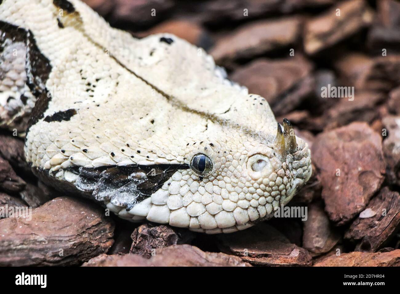 close up of a nose horned viper snake Stock Photo Alamy