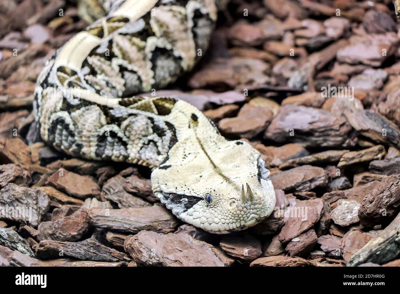 close up of a nose horned viper snake Stock Photo Alamy