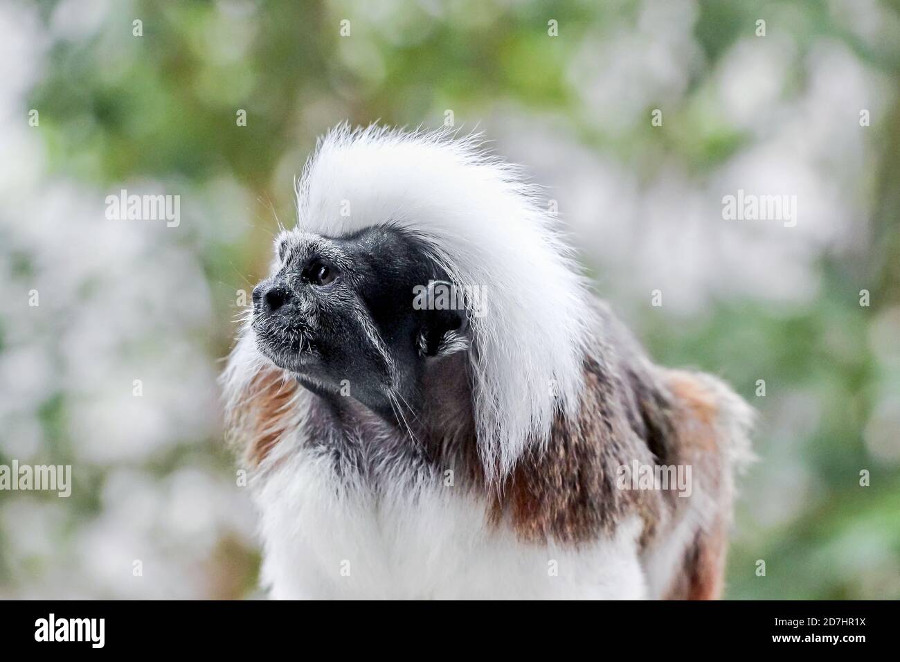 Cotton-top tamarin - Wikipedia