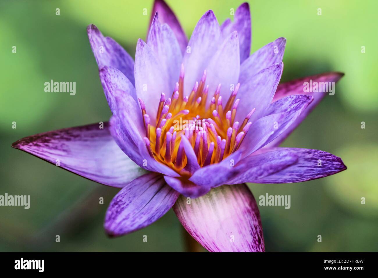 close up of purple water lily flower blossom Stock Photo - Alamy