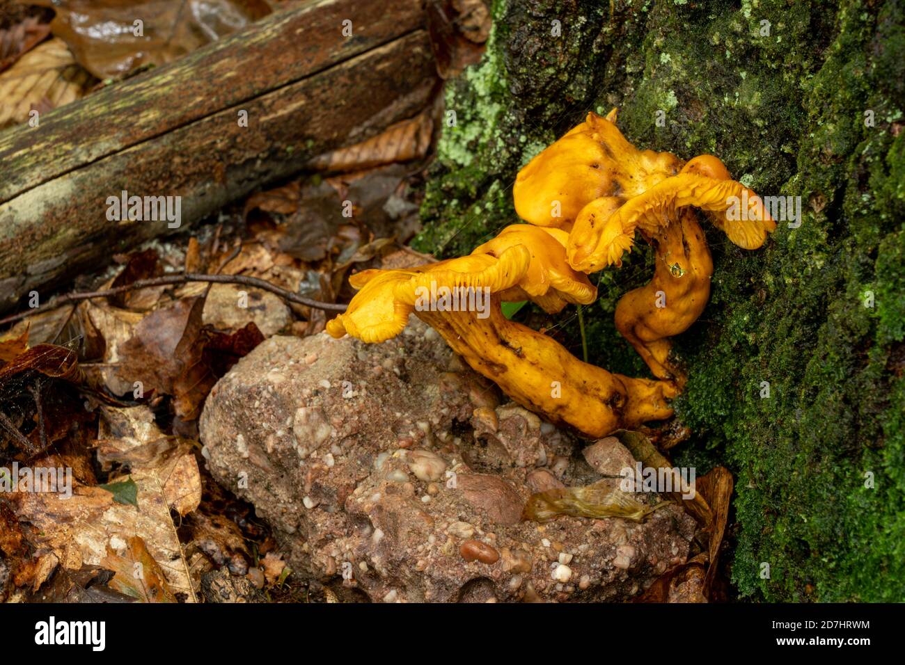 Some orange fungus growing from the base of a tree in a wet forest