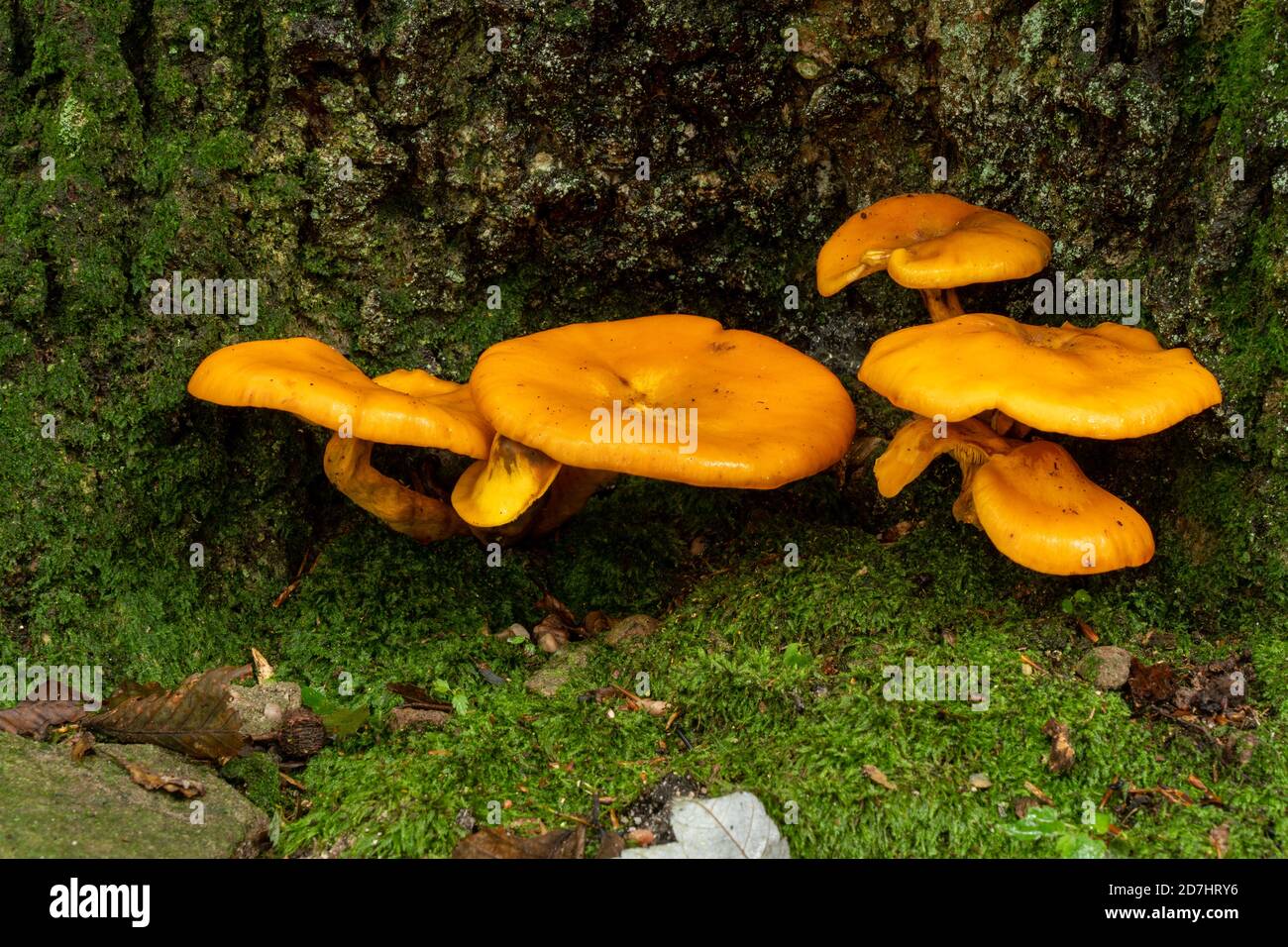 Some orange fungus growing from the base of a tree in a wet forest