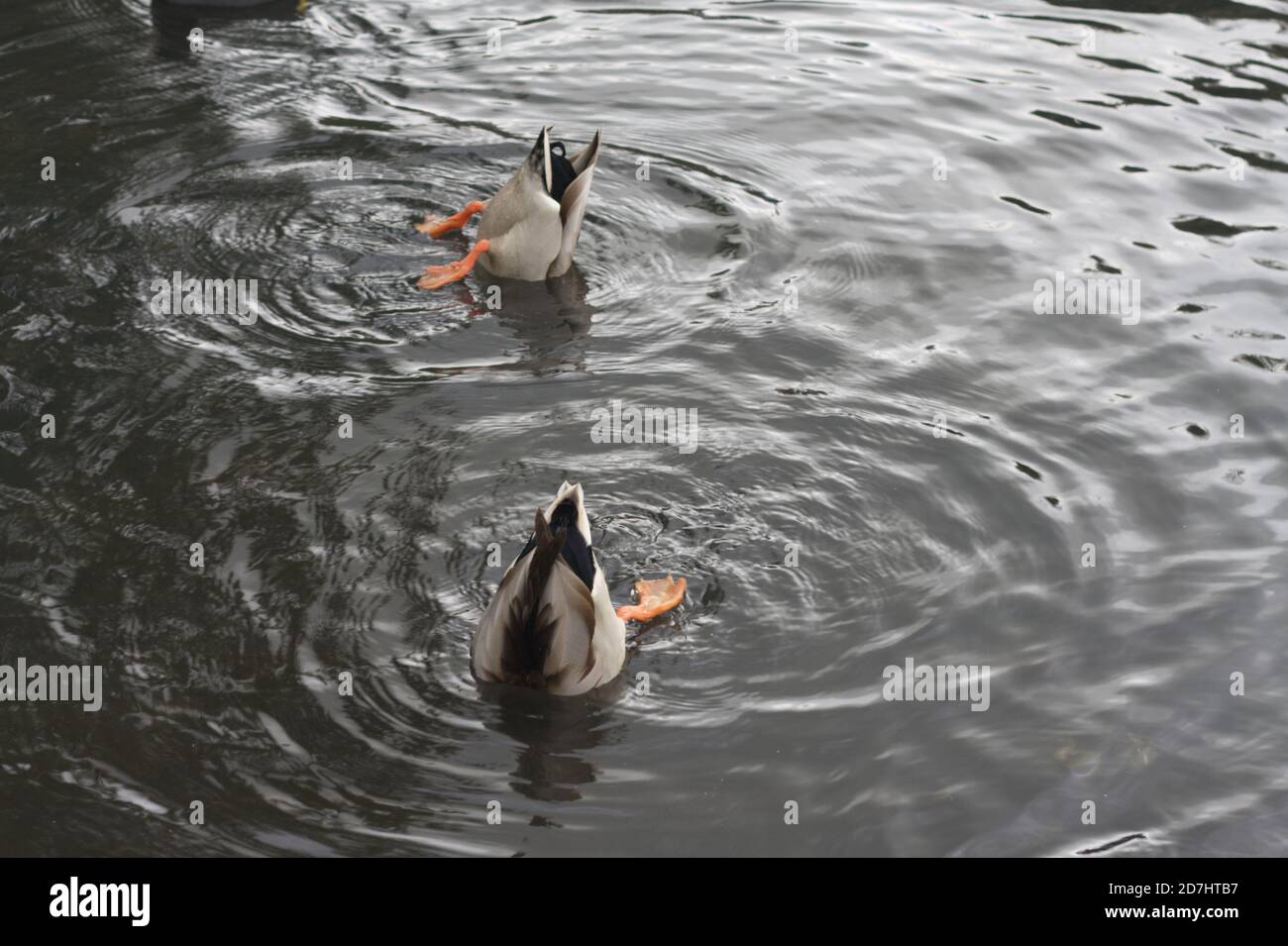 Mallard ducks, Anas platyrhynchos, feeding on the bottom of a pond Stock Photo