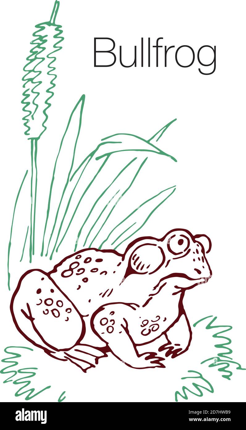 Bullfrog hand drawn vector illustration Stock Vector