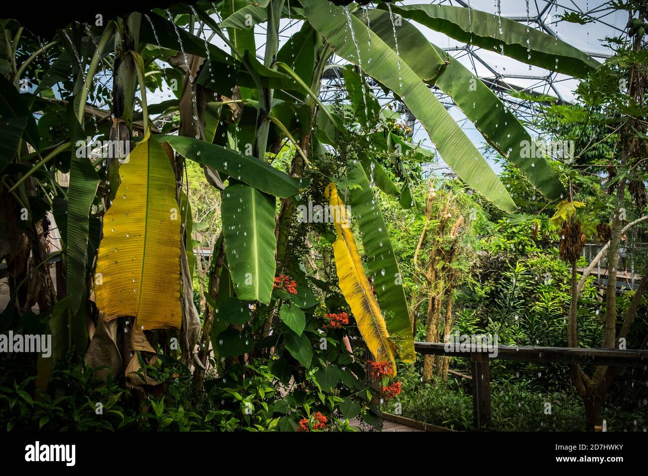 Water pouring off the roof of a structure inside the rainforest Biome at the Eden project complex in Cornwall. Stock Photo