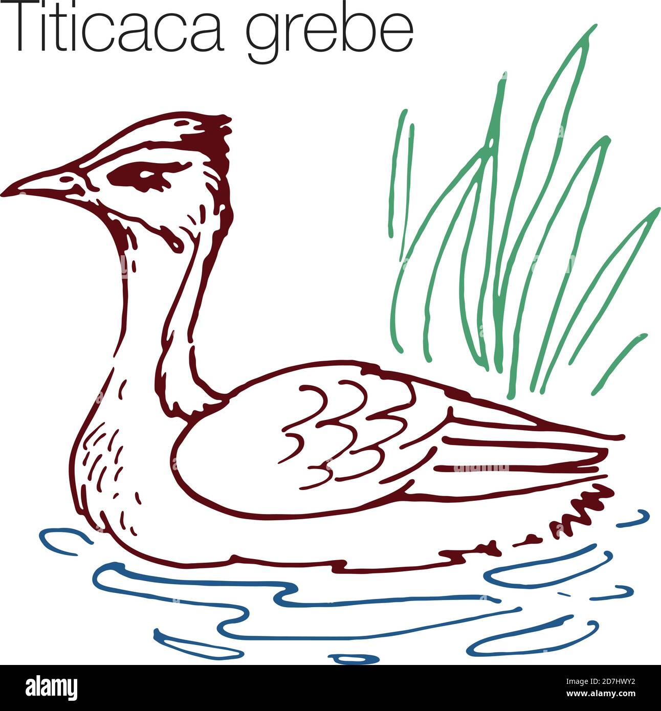 Titicaca grebe hand drawn vector illustration Stock Vector