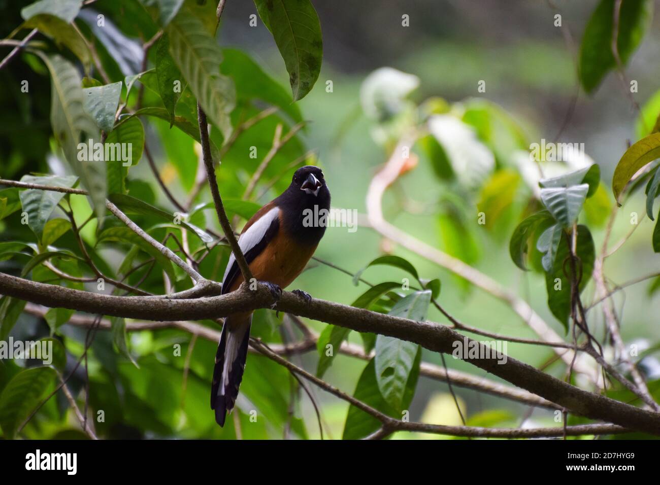 Rufous treepie sitting on a tree branch and watching Stock Photo