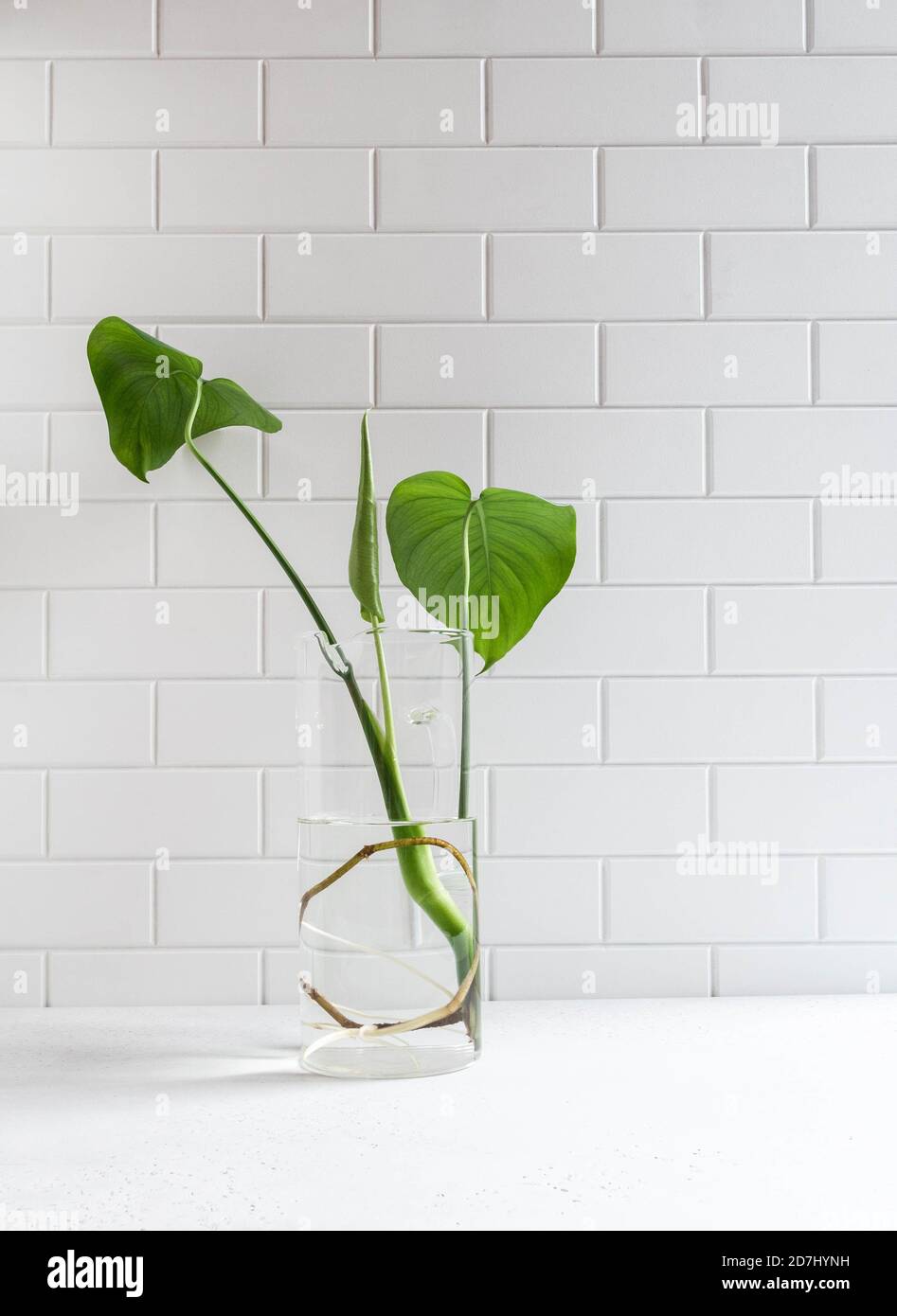Monstera sprout with root in glass vase with water on white background