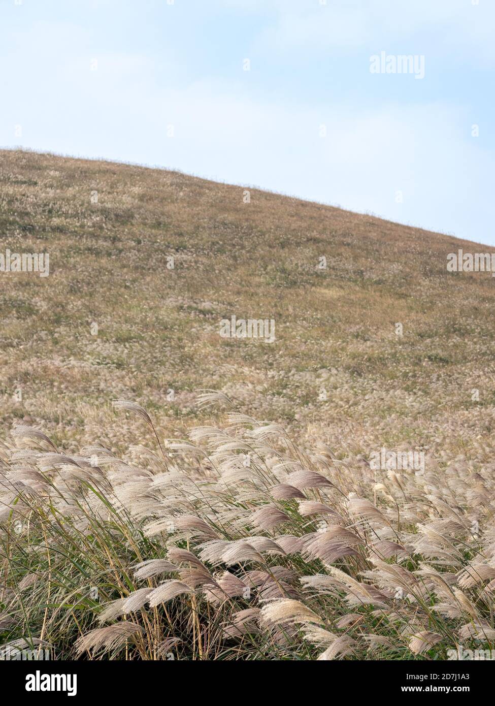 Jeju South Korea Saebyeol Oreum The Parasitic Volcano Cone Famous For Beautiful Landscape With Silver Grass In Autumn Stock Photo Alamy