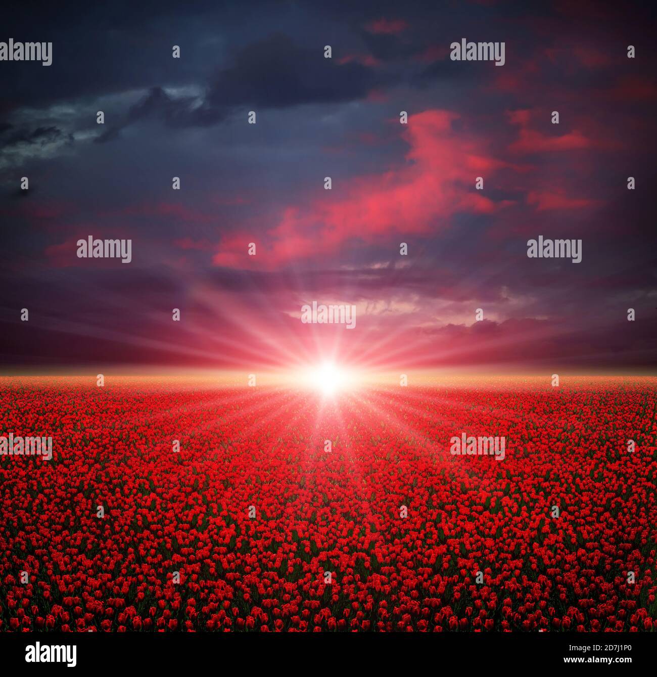 Sunset on the blooming red tulips field Stock Photo - Alamy