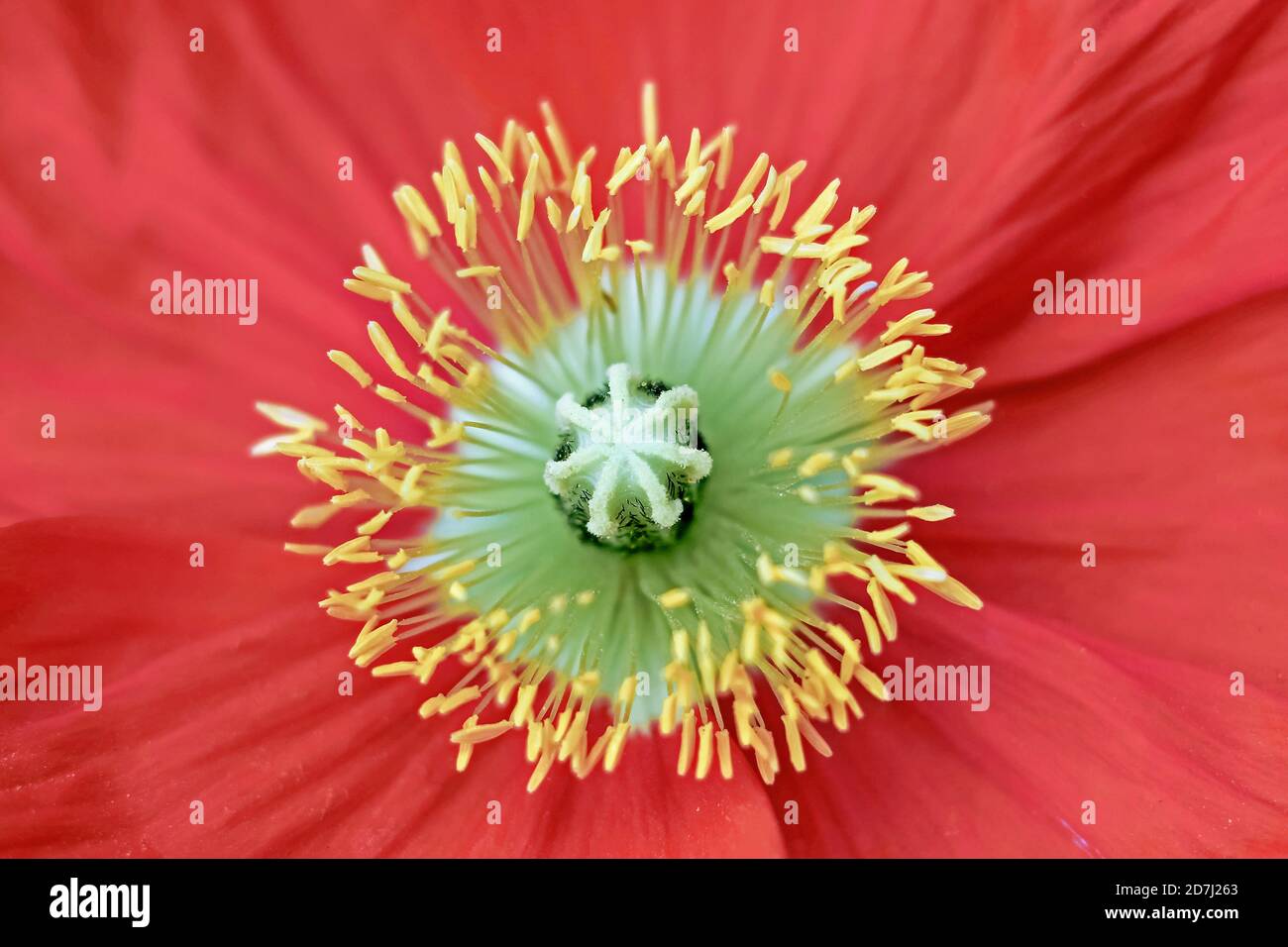 Poppy Close Iceland poppy red close hi-res stock photography and images - Alamy