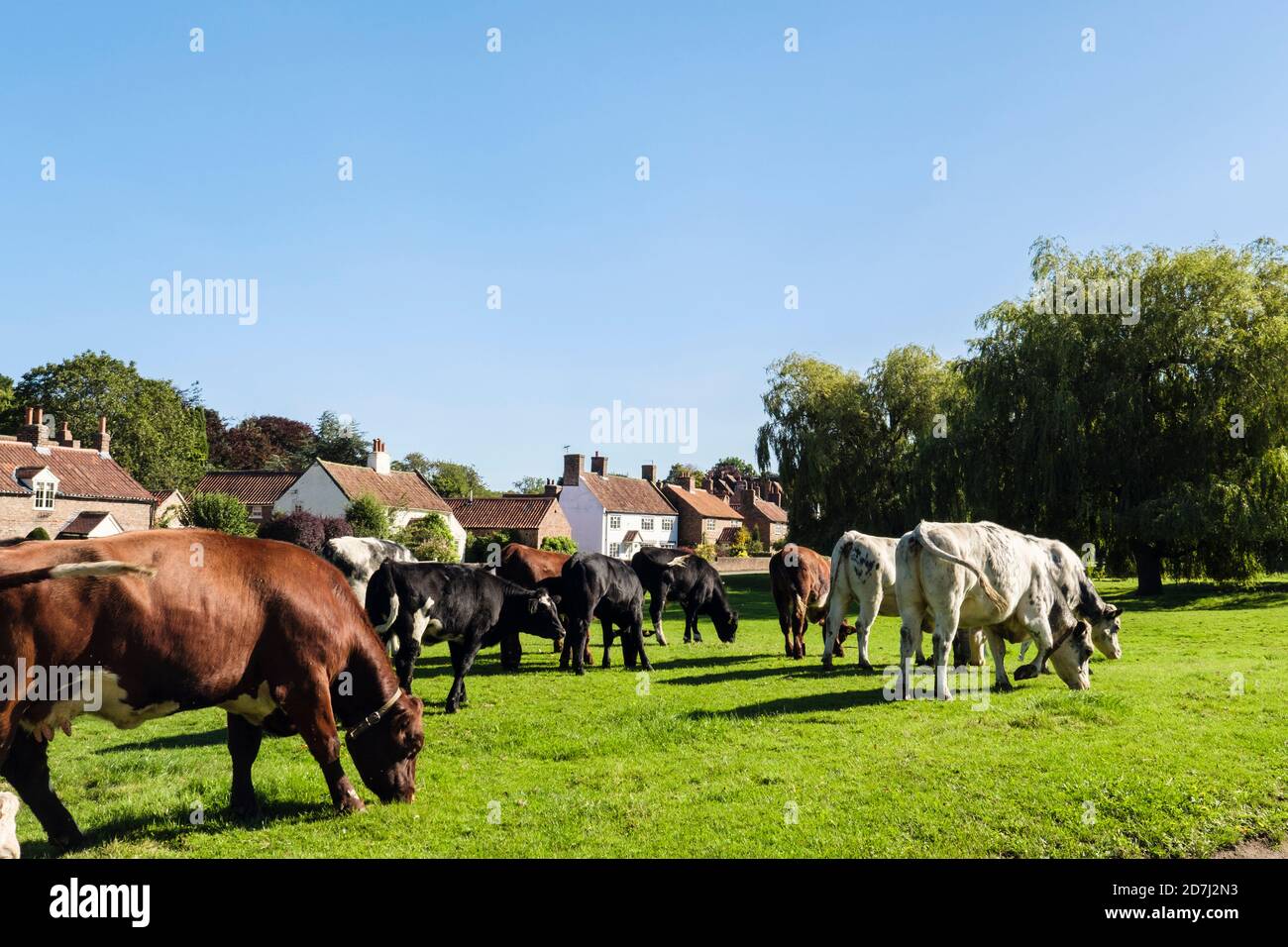 Free range cattle grazing on common land on a village green. Nun Monkton, York, North Yorkshire, England, UK, Britain Stock Photo