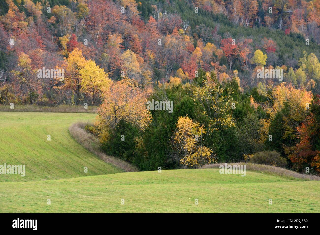 Fall colours of a forest abutting farmland in autumn along the Bruce Trail hiking path in Boyne Valley Provincial Park, in southern Ontario, Canada. Stock Photo