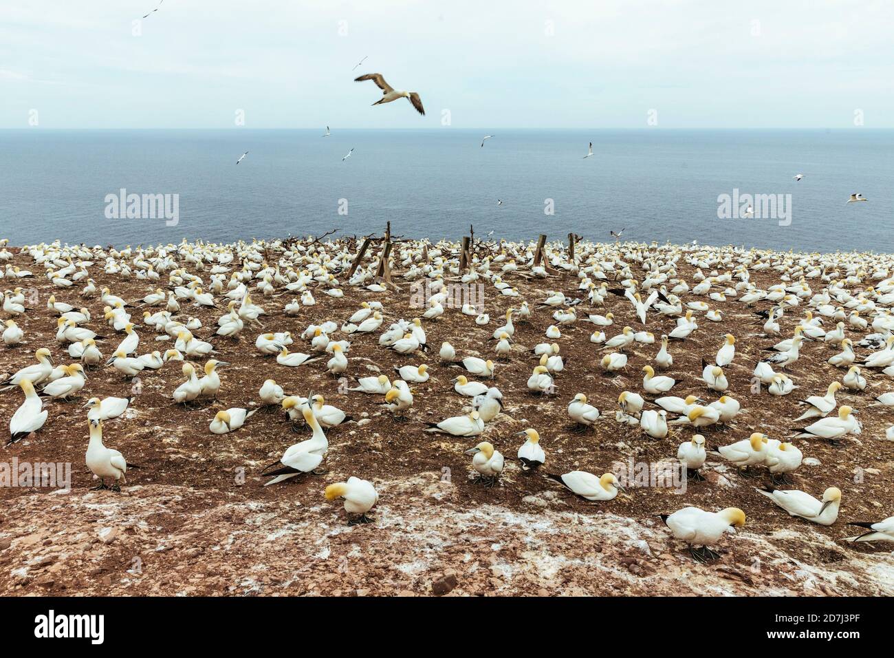 Colonies of northern gannets, Morus bassanus, on Bonaventure Island, Gulf of St. Lawrence, Gaspe Peninsula, Quebec, Canada. Ile-Bonaventure-et-du-Roch Stock Photo