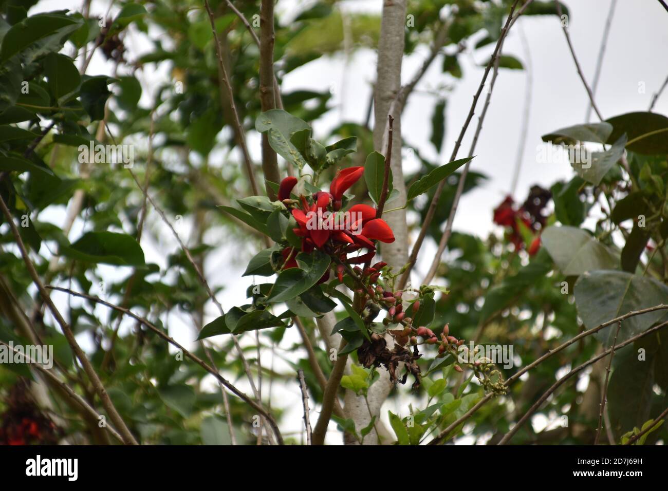 the red jasmine flowers began to bloom Stock Photo