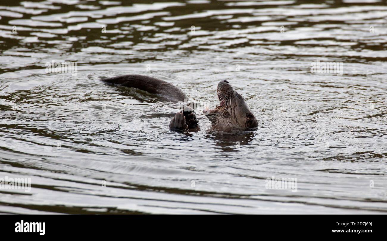 Holyrood Park, Edinburgh, Scotland, UK. 23 October 2020. Young otter has been attracting wildlife watchers as it made an appearance again in Dunsapie Loch one of the three lochs situated in Holyrood Park. Stock Photo