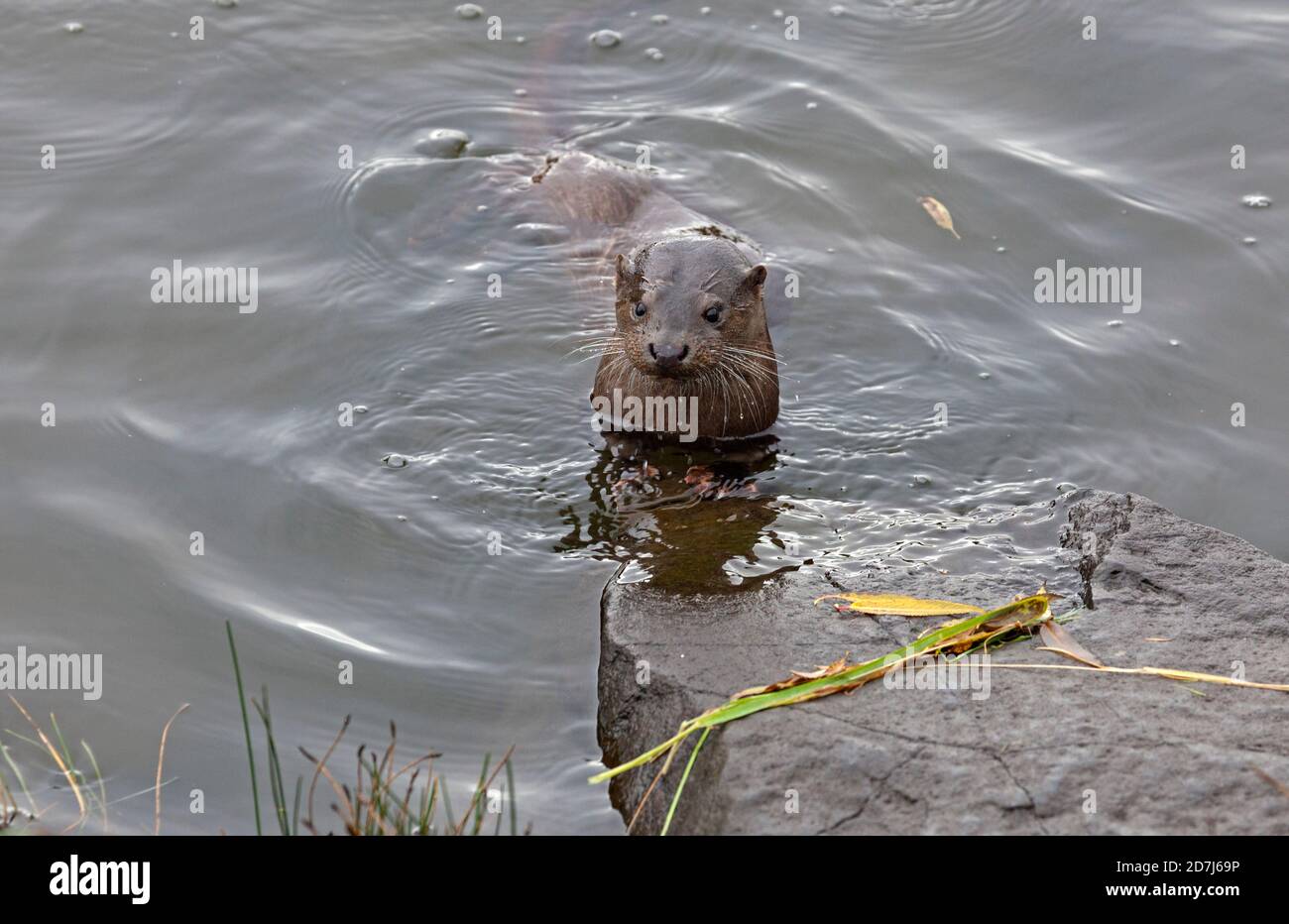 Holyrood Park, Edinburgh, Scotland, UK. 23 October 2020. Young otter has been attracting wildlife watchers as it made an appearance again in Dunsapie Loch one of the three lochs situated in Holyrood Park. Stock Photo