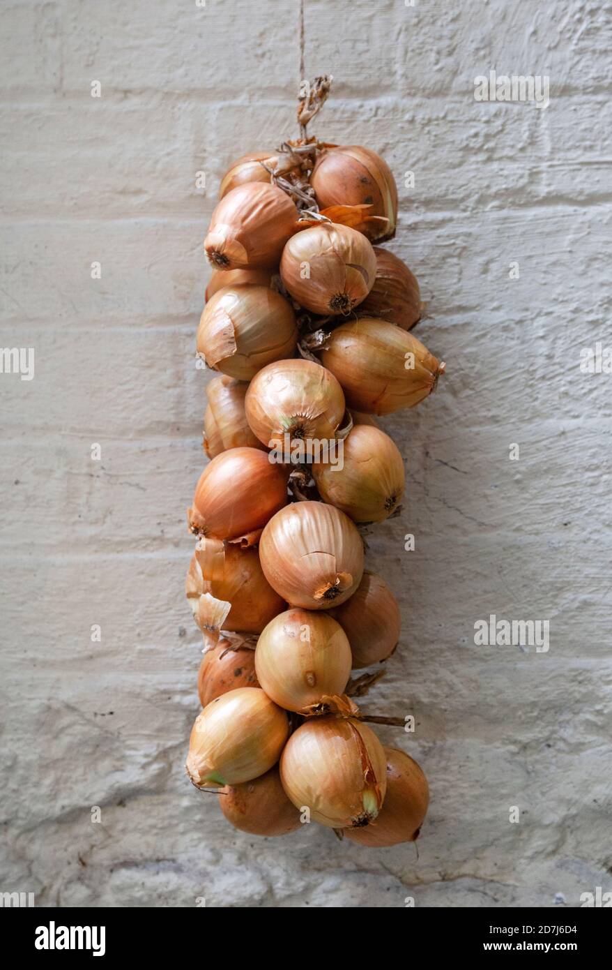 String of onions hanging on a painted brick wall Stock Photo
