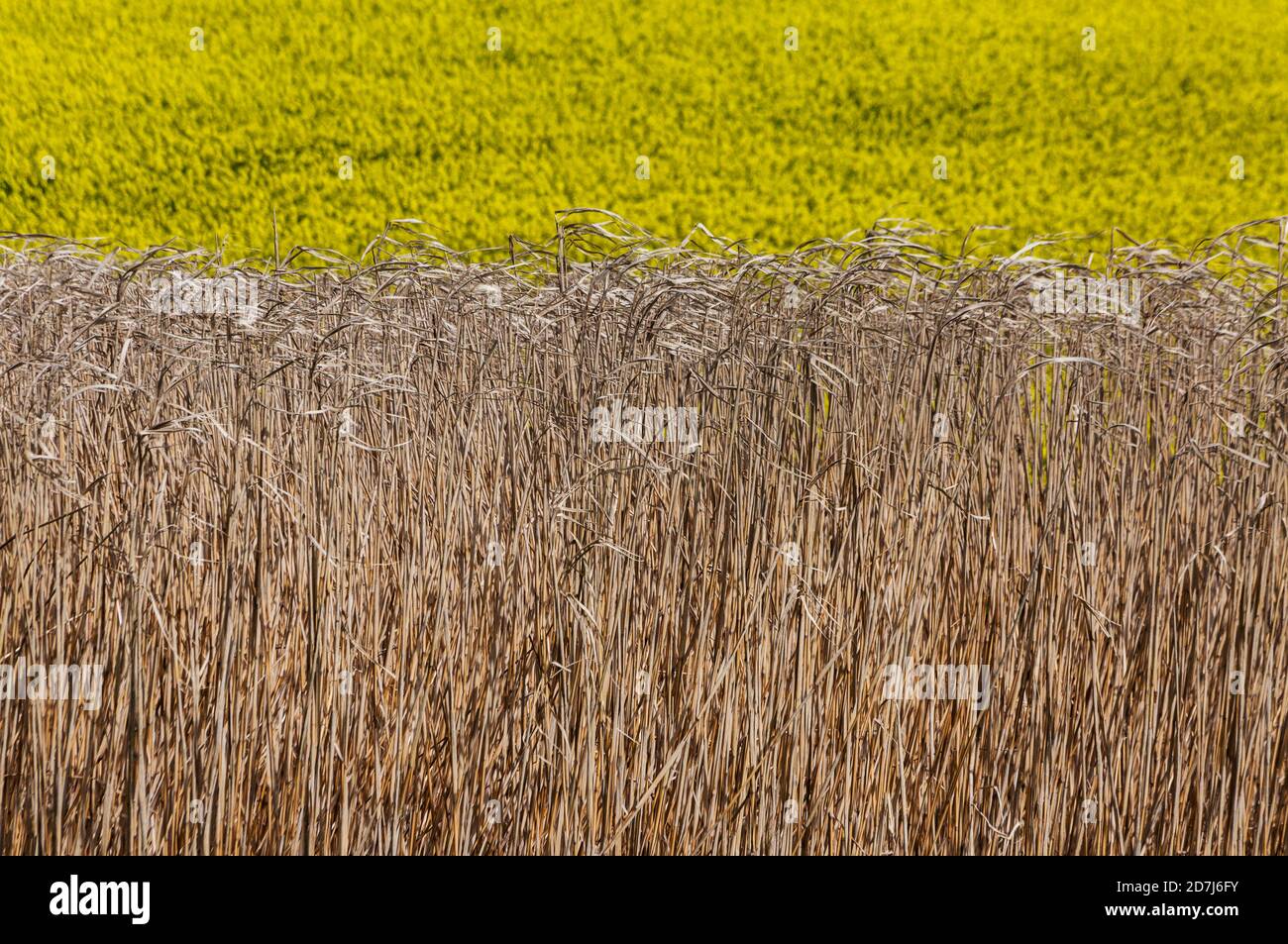 Fields of cereal crop and oilseed rape Stock Photo