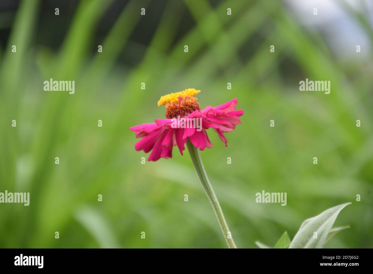 (side view) Pink Zinnia Flower or Zinnia pauciflora, alone in a garden Stock Photo