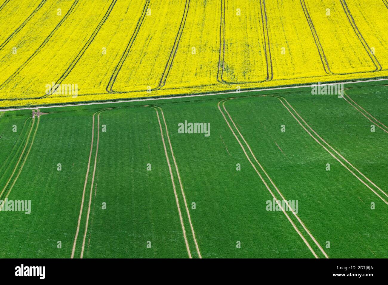 Fields of oilseed rape and green crops with tractor lines Stock Photo