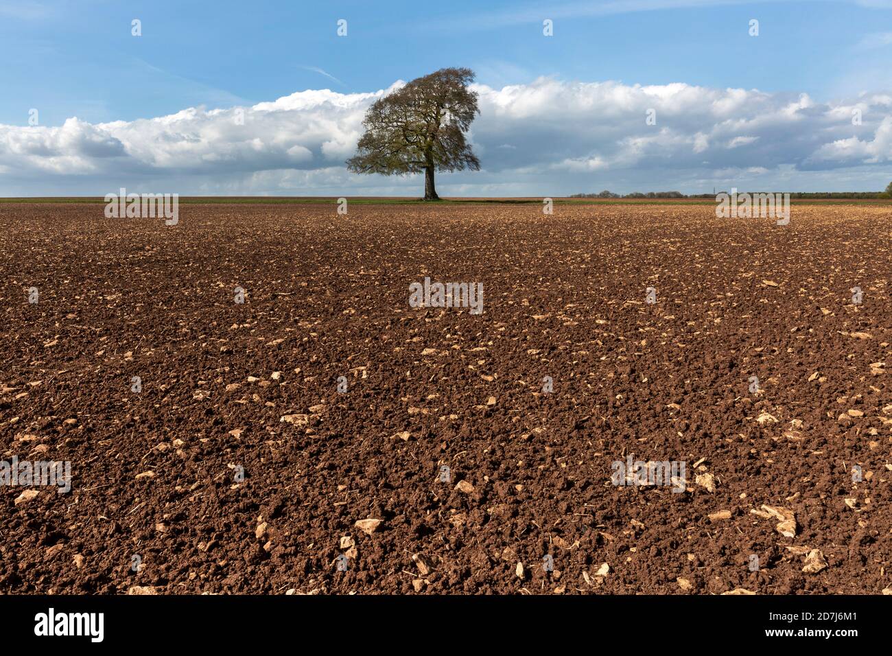 Lone tree in the middle of a ploughed field in, Somerset England Stock Photo