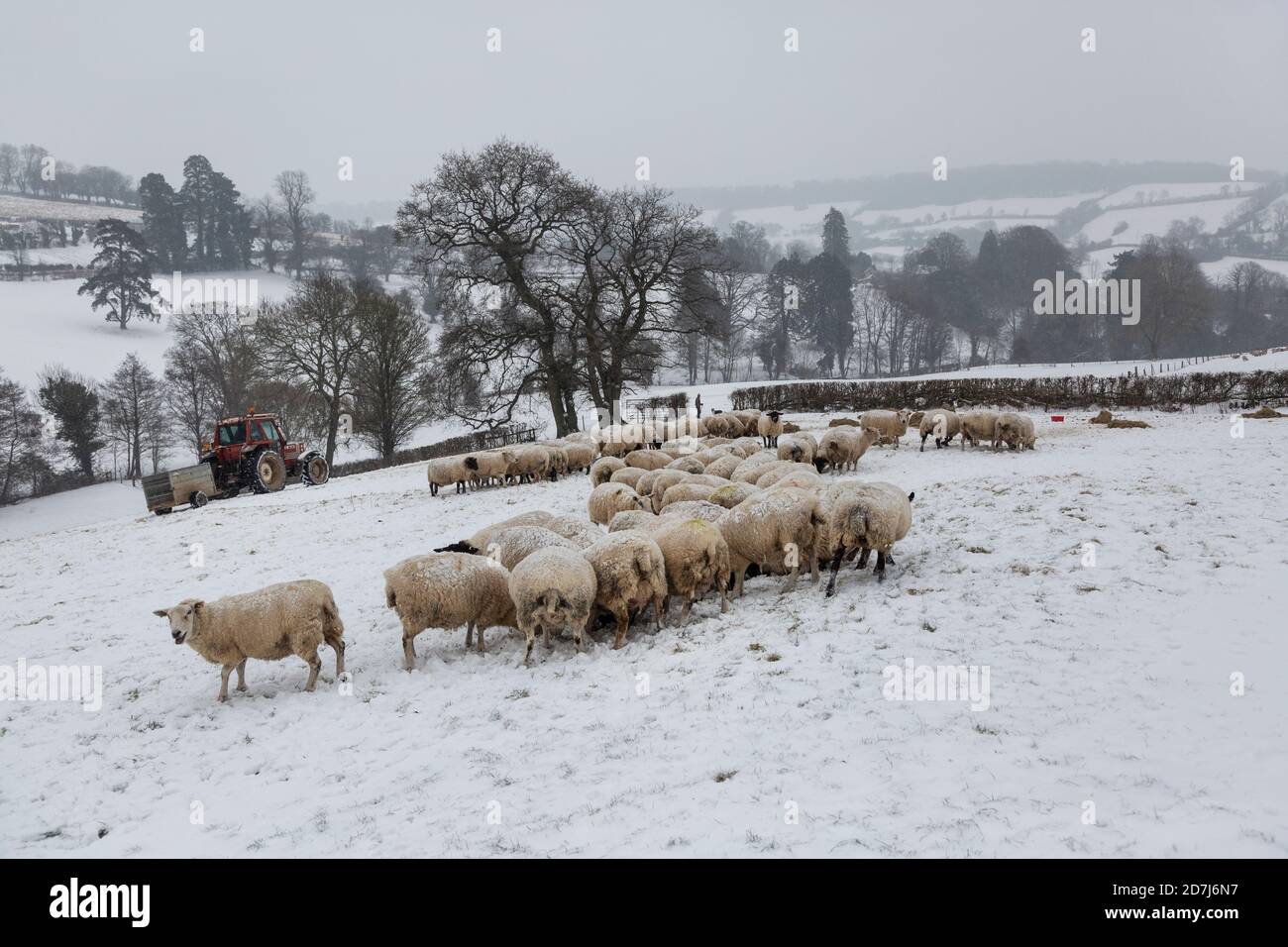 Somerset sheep winter hires stock photography and images Alamy