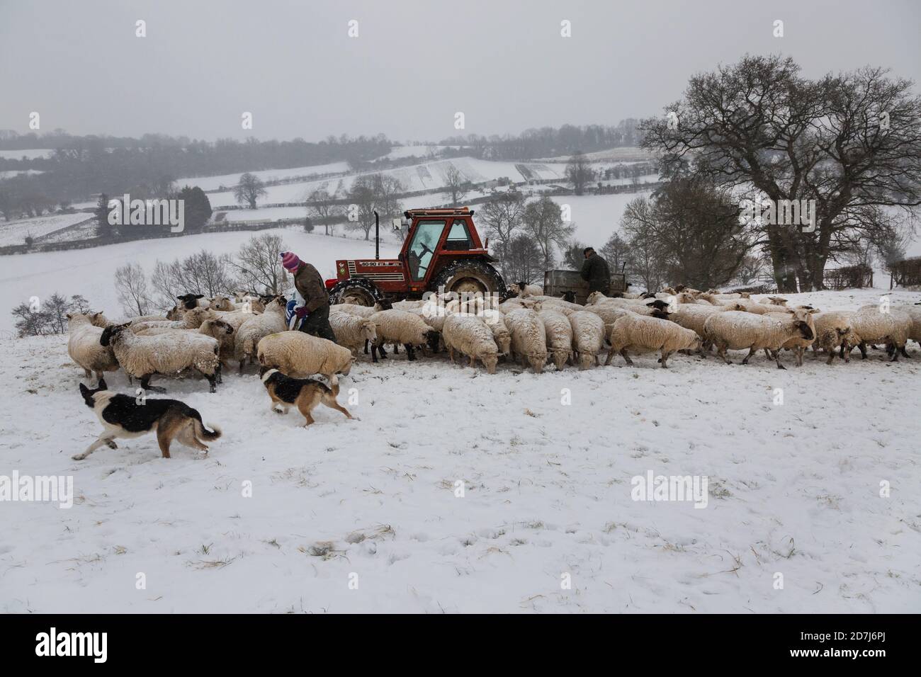 Sheep farmers in Somerset feeding sheep on a snowy day in winter Stock Photo