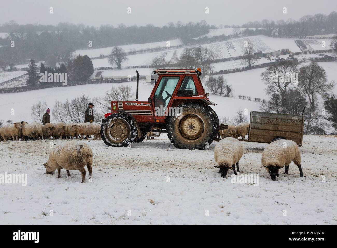 Sheep farmers in Somerset feeding sheep on a snowy day in winter Stock Photo